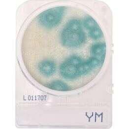 CompactDry™ Yeast/Mold (YM)-image