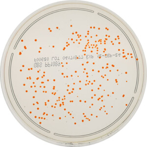 Rogosa Agar-image